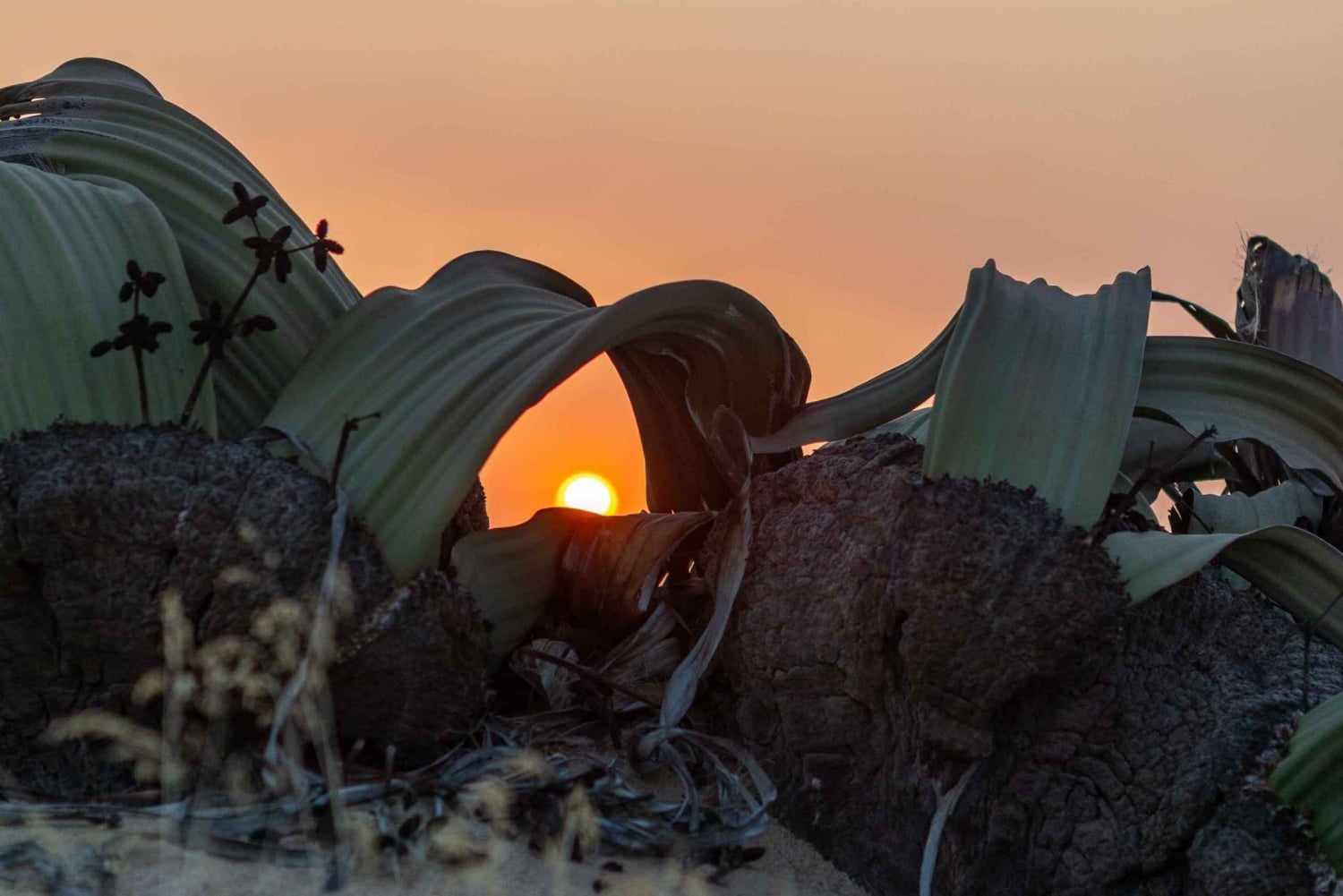 Swakopmund Sunset Magic – Desert Glow, Ocean Dreams