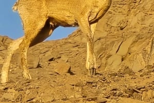 Swakopmund: Treasures of the Moonlandscape