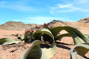 Swakopmund: Treasures of the Moonlandscape