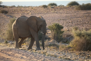 Brandberg White Lady Lodge