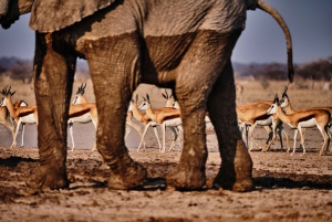 Twyfelfontein: Desert Elephants & Rock Art Private Tour
