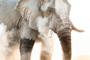Twyfelfontein: Desert Elephants & Rock Art Private Tour