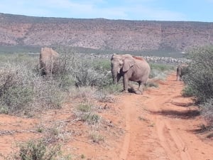 Uakii Wilderness Safaris