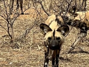 Uakii Wilderness Safaris