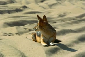 Walvis Bay: 4-Hour Namib Desert and Dunes Photography Tour