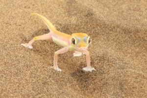Walvis Bay: 4x4 Desert Excursion to Sandwich Bay