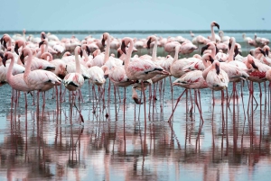 Walvis Bay: 4x4 Desert Excursion to Sandwich Harbour Bay