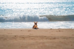 Walvis Bay: 4x4 Desert Excursion to Sandwich Harbour Bay