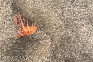 Walvis Bay: 4x4 Desert Excursion to Sandwich Harbour Bay