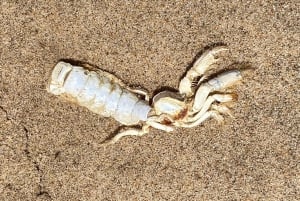 Walvis Bay: 4x4 Desert Excursion to Sandwich Harbour Bay