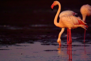 Walvis Bay: 5-Hour Sandwich Harbour Sunset Photography Tour