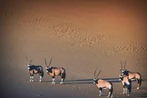 Walvis Bay: 5-Hour Sandwich Harbour Sunset Photography Tour