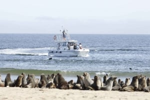 Walvis Bay: Namibian Coast Dolphin Cruise with Light Lunch