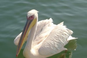 Catamaran Dolphin Cruise and Sandwich Harbour Tour