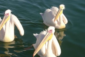 Catamaran Dolphin Cruise and Sandwich Harbour Tour