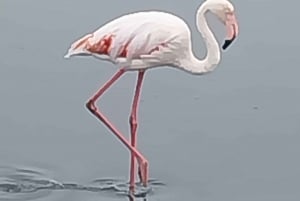 Catamaran Dolphin Cruise and Sandwich Harbour Tour