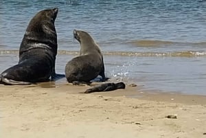Catamaran Dolphin Cruise and Sandwich Harbour Tour