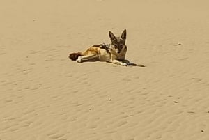 Catamaran Dolphin Cruise and Sandwich Harbour Tour