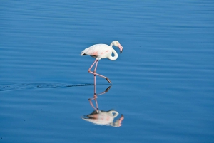 Walvis Bay: Comprehensive Sandwich Harbour 4x4 Tour