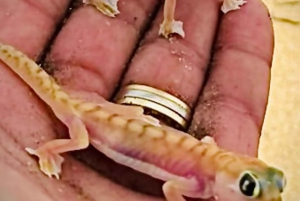 Walvis Bay: Comprehensive Sandwich Harbour 4x4 Tour