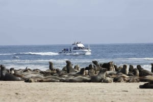 Walvis Bay: Dolphin Cruise, Pink Lakes and 4x4 Dune Drive