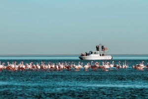 Walvis Bay: Dolphin Cruise, Pink Lakes and 4x4 Dune Drive