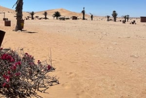 Walvis Bay: Half-Day Tour with Dune 7 and Pink Lake