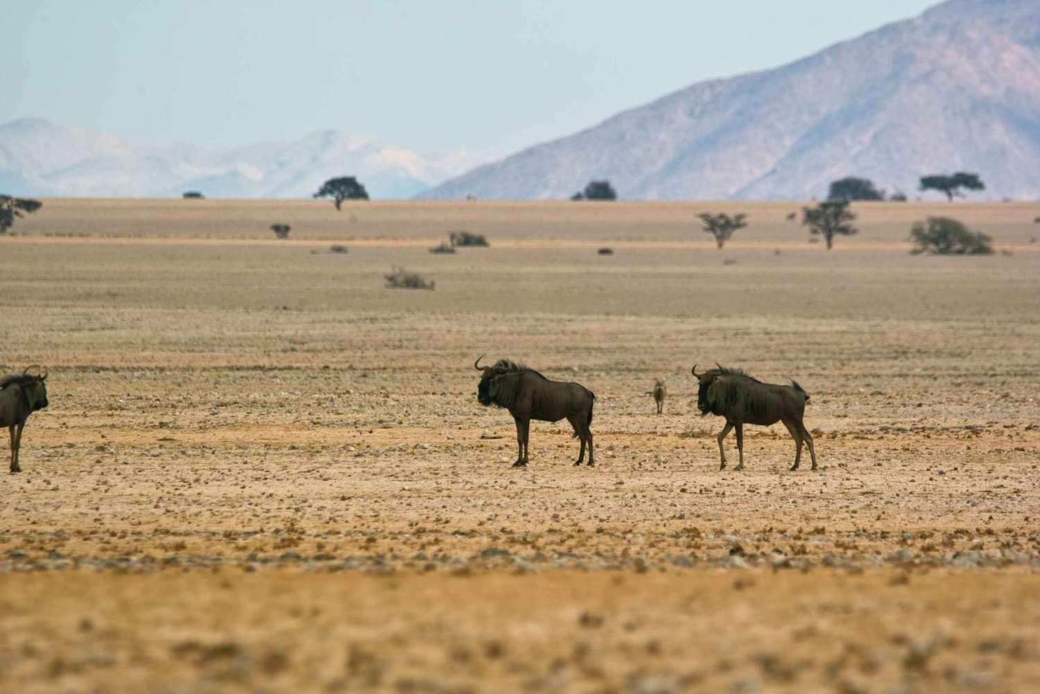Namib Naukluft Park Landscape, Mountains & Wildlife Day Tour