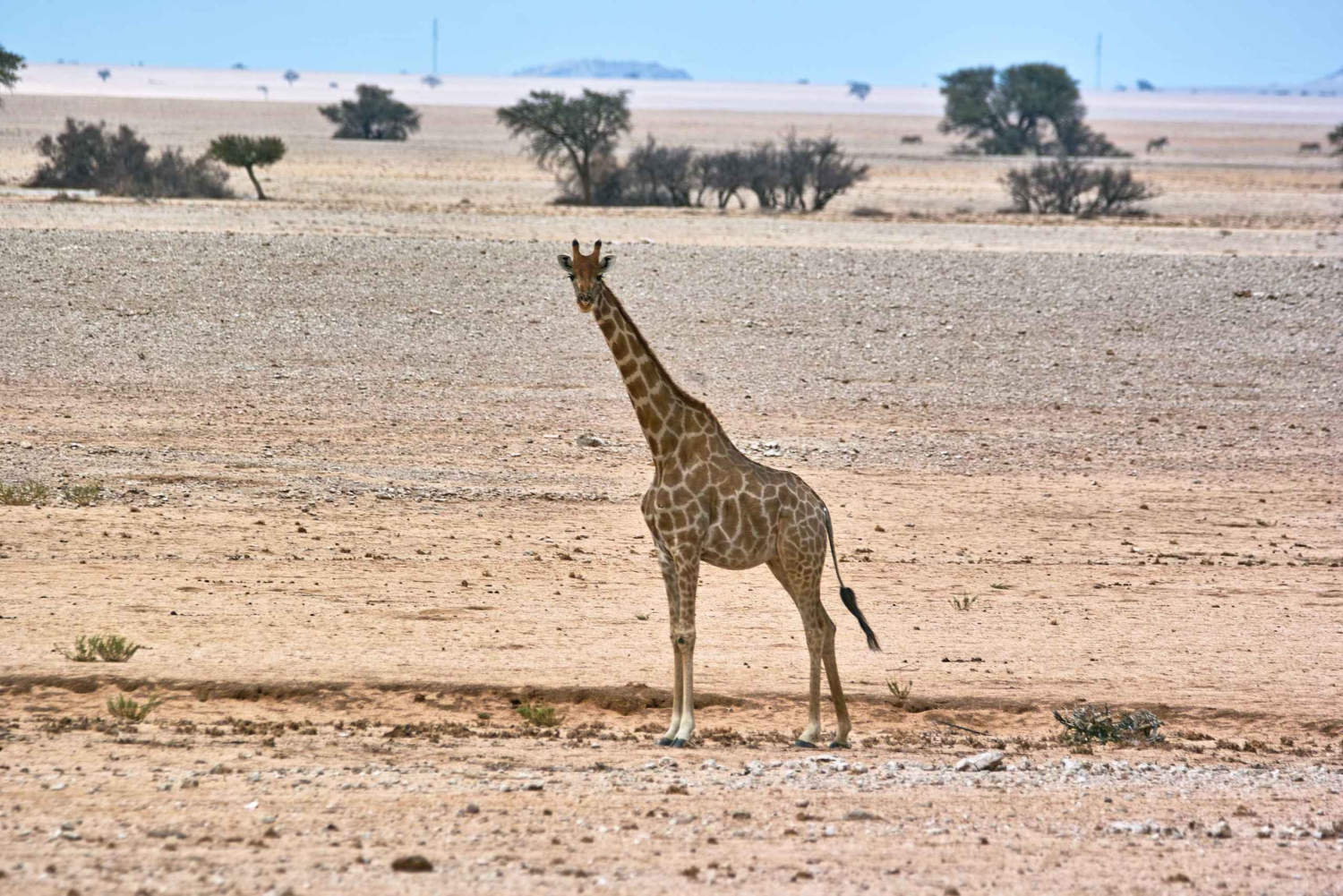 Namib Naukluft Park Landscape, Mountains & Wildlife Day Tour