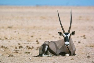 Walvis Bay: Landscape, Mountains & Wildlife Day Tour