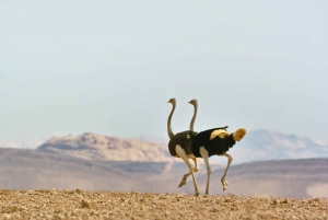 Walvis Bay: Landscape, Mountains & Wildlife Day Tour