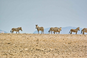 Walvis Bay: Landscape, Mountains & Wildlife Day Tour