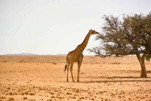 Walvis Bay: Landscape, Mountains & Wildlife Day Tour