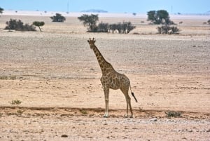 Namib Naukluft Park Landscape, Mountains & Wildlife Day Tour