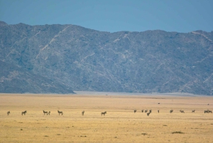 Namib Naukluft Park Landscape, Mountains & Wildlife Day Tour