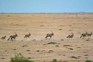 Namib Naukluft Park Landscape, Mountains & Wildlife Day Tour