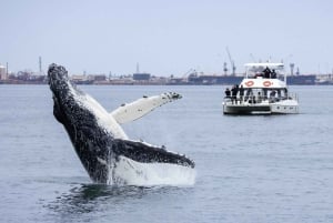 Walvis Bay: Marine Big 5 Luxury Catamaran Tour
