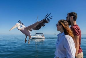 Walvis Bay: Marine Big 5 Luxury Catamaran Tour