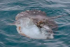 Walvis Bay: Marine Big 5 Luxury Catamaran Tour