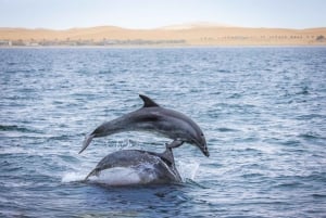 Walvis Bay: Marine Big 5 Luxury Catamaran Tour