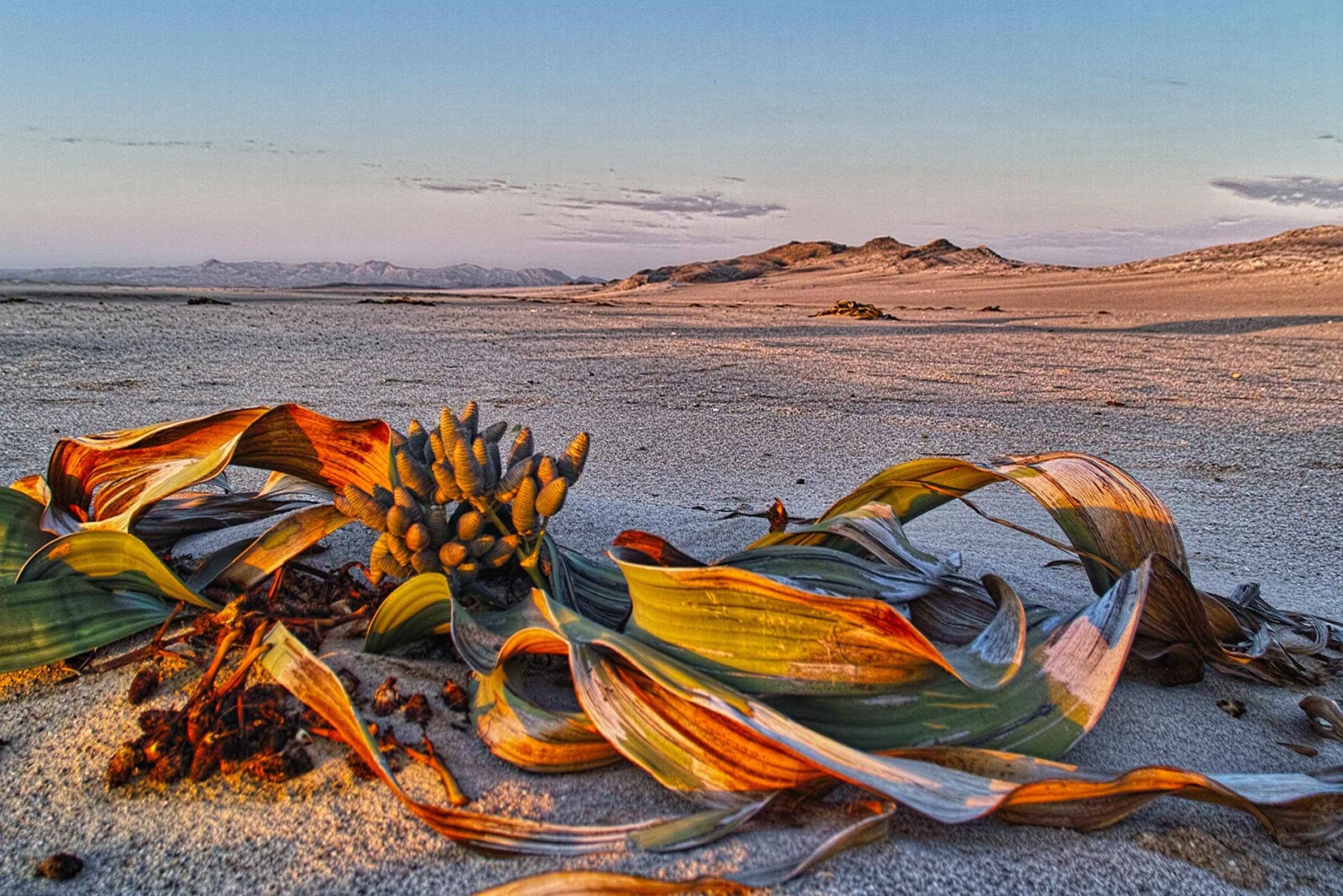Walvis Bay: Moon Landscape Sunrise Photo Tour