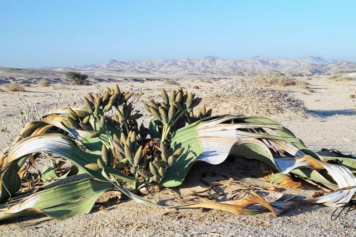 Walvis Bay: Moon Landscape Sunrise Photo Tour