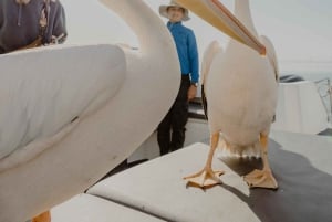 Walvis Bay: Namibian Coast Dolphin Cruise with Light Lunch