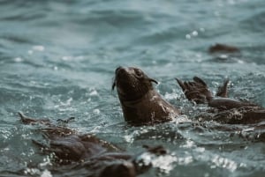 Walvis Bay: Namibian Coast Dolphin Cruise with Light Lunch