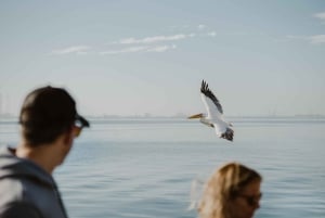 Walvis Bay: Namibian Coast Dolphin Cruise with Light Lunch