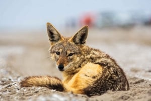 Walvis Bay : Pelican Point Birding and Cape Fur seal tour