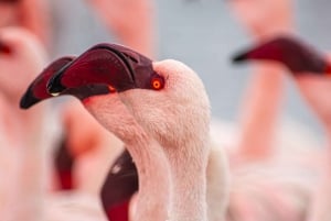 Walvis Bay : Pelican Point Birding and Cape Fur seal tour