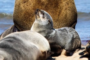 Walvis Bay : Pelican Point Birding and Cape Fur seal tour