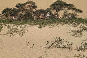 Walvis Bay: Pelican Point Guided Hike with Picnic