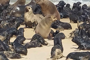 Walvis Bay: Pelican Point Seal and Sandwich Harbour Tour
